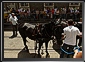 HORSE TRAM