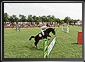 MORISENA CUP - III, Sannicolau Mare, Timis County, 24 July 2010, 11:30 GMT. Live Panoramas by Dorin Godja.