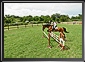 MORISENA CUP - IV, Sannicolau Mare, Timis County, 24 July 2010. Live Panoramas by Dorin Godja.