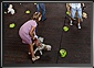 Pet show at Iulius Mall, part II, Timisoara, 13 Aug 2010, 16:15 GMT. Live Panoramas by Dorin Godja.
